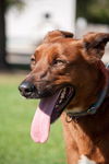 Nate the Red Retriever