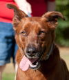 Nate the Red Retriever