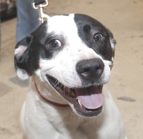 Edwin the Happy Boy