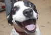 Edwin the Happy Boy