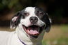 Edwin the Happy Boy