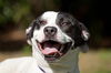 Edwin the Happy Boy