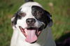 Edwin the Happy Boy