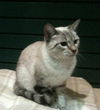 Lizzy the Siamese