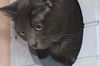 Zion the Russian Blue