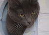Zion the Russian Blue