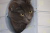 Zion the Russian Blue