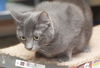 Zion the Russian Blue