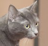 Zion the Russian Blue
