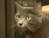 Zion the Russian Blue