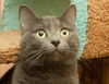 Zion the Russian Blue