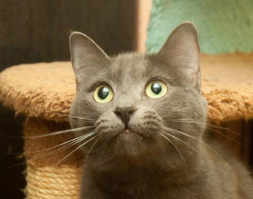 Zion the Russian Blue