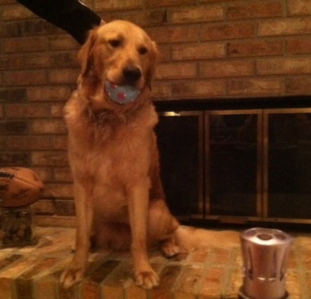 Mickey the Golden Retriever (VIDEO)