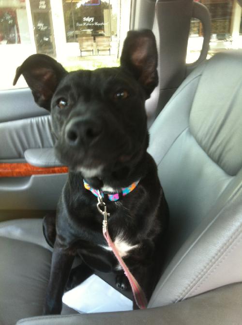Jetta the Cute Black Puppy