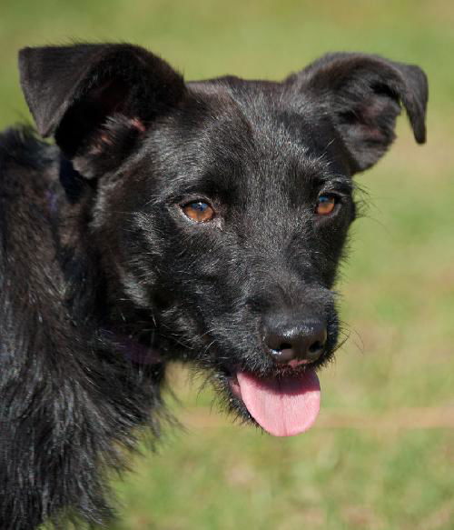 Felix the Terrier