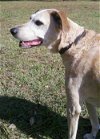 Hailey the Happy Senior English Coonhound