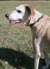 Hailey the Happy Senior English Coonhound