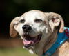 Hailey the Happy Senior English Coonhound