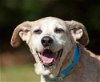 Hailey the Happy Senior English Coonhound