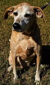 Hailey the Happy Senior English Coonhound