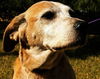 Hailey the Happy Senior English Coonhound