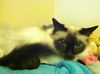 Zoey the De-Clawed Balinese Princess
