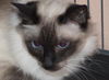 Zoey the De-Clawed Balinese Princess