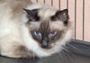 Zoey the De-Clawed Balinese Princess