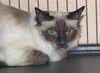 Zoey the De-Clawed Balinese Princess