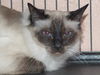 Zoey the De-Clawed Balinese Princess