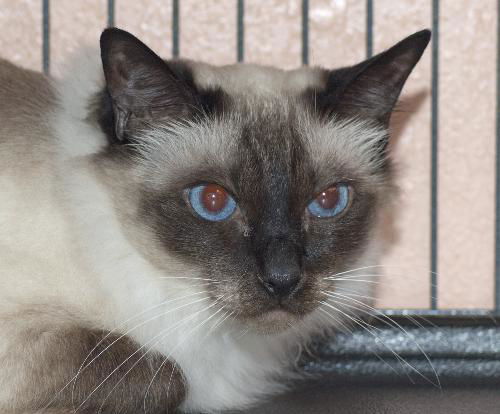 Zoey the De-Clawed Balinese Princess