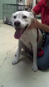 Trish the White Shepherd Mix