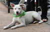 Trish the White Shepherd Mix