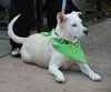 Trish the White Shepherd Mix