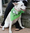 Trish the White Shepherd Mix