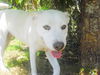 Trish the White Shepherd Mix