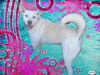 Trish the White Shepherd Mix