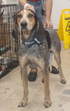 Pebbles the Bluetick Coonhound