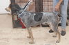 Pebbles the Bluetick Coonhound