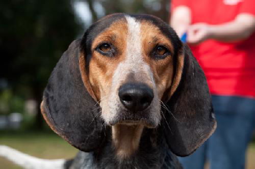 Pebbles the Bluetick Coonhound