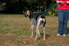 Pebbles the Bluetick Coonhound