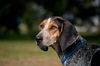 Pebbles the Bluetick Coonhound