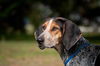 Pebbles the Bluetick Coonhound