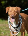 Sasha the Sweetie Lab