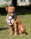Sasha the Sweetie Lab