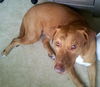 Sasha the Sweetie Lab