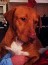 Sasha the Sweetie Lab