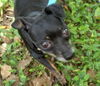 Blackie the Little Chihuahua
