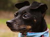 Blackie the Little Chihuahua
