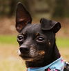 Blackie the Little Chihuahua